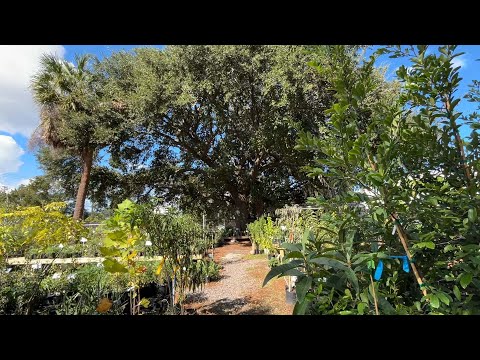 screenshot of youtube video titled Roots and Shoots Nursery | Making It Grow