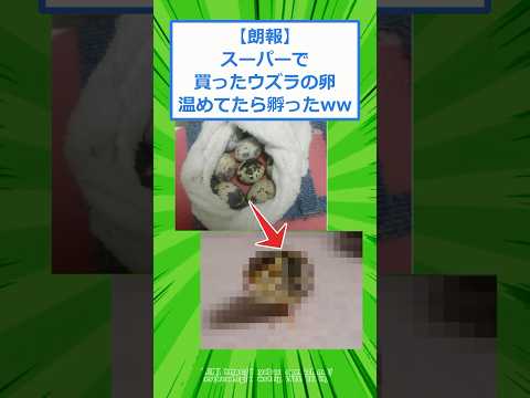 【朗報】スーパーで買ったウズラの卵 温めてたら孵ったwww 【2ch面白いスレ】 #2chスレ #2ch #5ch