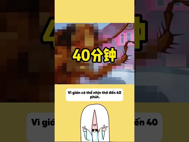 Bí quyết tiêu diệt gián bạn cần phải biết | tvy channel #hoathinh #hoathinhtrungquoc