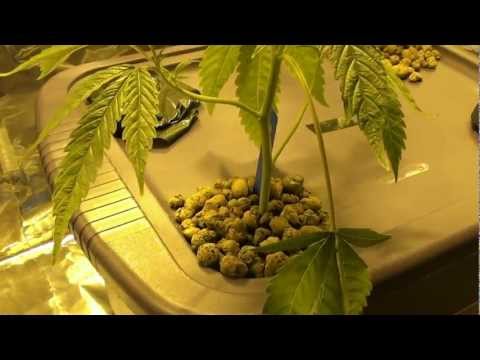 hydroponic garden yellow leaves