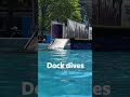 Westminsters dog dock dive competition  - 00:43 min - News - Video