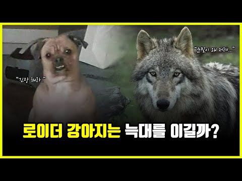 '로이더' 강아지는 늑대와의 맞짱에서 이길 수 있을까? (feat. 핏블리, 캉갈)