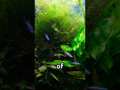 Low-tech Heavily Planted Aquarium… #aquascapelow 