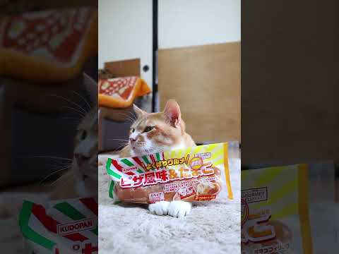 猫の動画サムネイル - よくばりグルメ（ピザ風味＆たまご）　250702 #cat #cute #ねこ　#のせ猫　 #猫のいる暮らし　 #ネコ　 #kitten #cutecat #animals