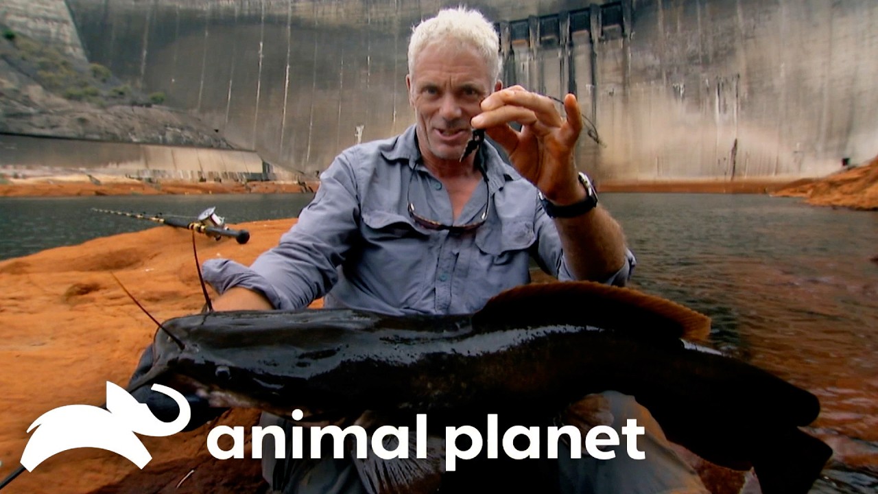Can Jeremy Uncover this Deadly INVISIBLE Predator?! | River Monsters | Animal Planet