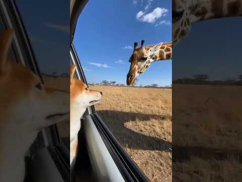 시바견과 기린의 만남