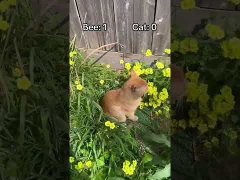 Cat vs. Bee: The Funniest Showdown Ever! 🐱🐝🤣
