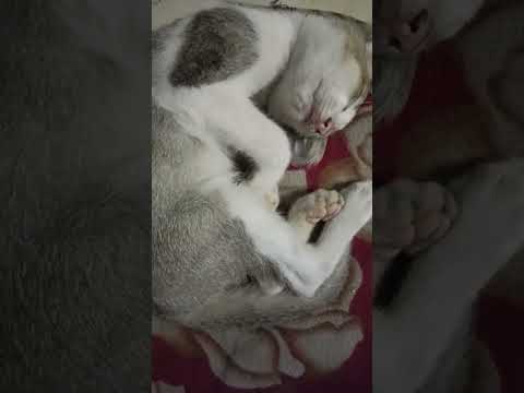 mai usko kharid na chahati hun