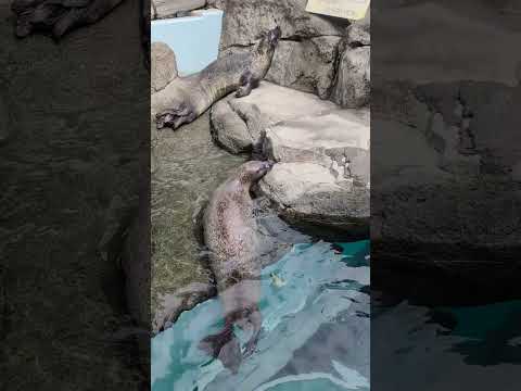 【静岡市立日本平動物園】岩の上でまったり休憩中！ゴマフアザラシ✨　#shorts サムネイル