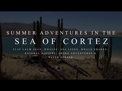 Summer Adventures & Whale Sharks #baja #whaleshark #seaofcortez