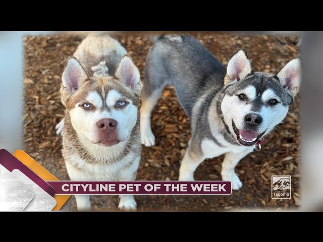 Have you been searching across the galaxies for an AMAZING pair of Huskies that are out of this world?? Well look no further! Introducing Captain Kirk and Spock! These goofy and charming Huskies came into the shelter together and we figured they were such an iconic duo we couldn’t split them up! 

While these boys can go to separate homes, we would love to see these energetic Huskies continue their intergalactic adventures together. Staff believes these pups are around one-year-old and would do well in a home with lots of room to play! Both Captain Kirk and Spock enjoy being outside and would love a big yard to stretch their legs. 

The boys get along pretty well with other dogs, they just need some time to get to know new friends. If you’re wanting a husky or two to lay out in the backyard with you on these lazy dog days of summer, Captain Kirk and Spock are your type of dogs! Adopting these two goof balls will give you love, 
to infinity and beyond!

The adoption process is easy! If you’re interested in adopting Captain Kirk and Spock, come on down to the Humane Society for Tacoma & Pierce County Tuesday through Sunday from 10:00 A.M. – 5:30 P.M. or you can speed things up by visiting their profile at thehumanesociety.org and navigate to an online adoption application!