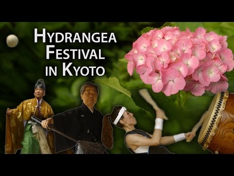 Kyoto Festival: Hydrangea Celebration at Fujinomori Shrine (Ajisai Matsuri)