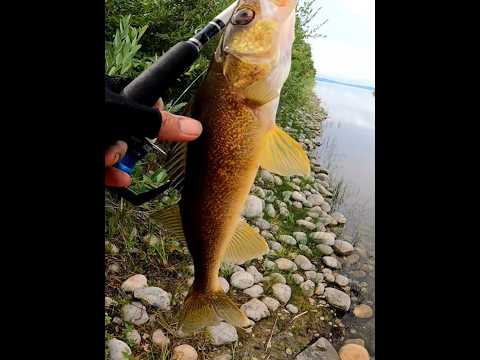 walleye fish on the lake catch and release #walleyefishing