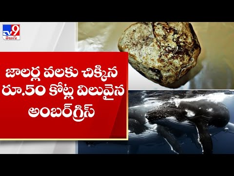 Tamil Nadu: Fishermen find whale vomit worth Rs 50 crore from sea