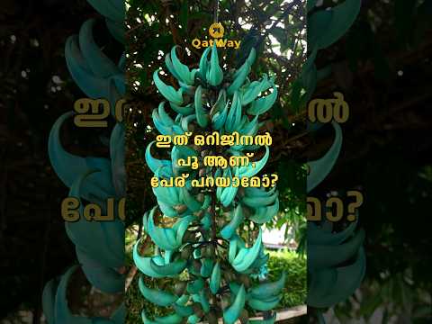 വള്ളിച്ചെടിയിലെ ഈ ഭംഗിയുള്ള പൂവിൻ്റെ പേരറിയാമോ #shortsfeed #shortvideo #shorts #flowers #beautiful