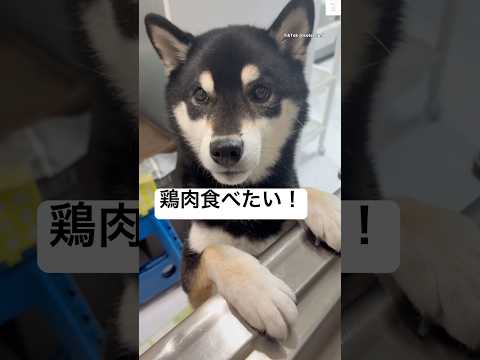 柴犬がおねだり！キッチンで鶏肉に夢中な姿に癒されよう サムネイル