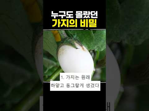 누구도 몰랐던 가지의 비밀