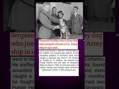 Meet Sgt. Stubby: America’s Real War Dog Hero 🐾🇺🇸 | #shorts