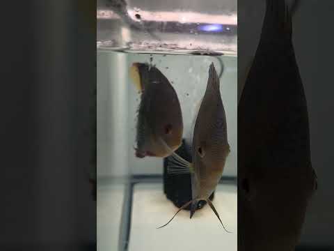 blue Scorpion Discus with fry 