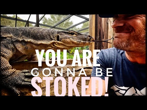 Have I Tamed The Crocodile Monitors? We already know how amazing and tame Slinky is, but is there a chance I can get to that place with t