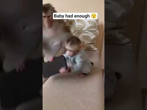 She finally got phone back!! #monkey #funnyanimals #fyp