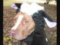 FATE of an American Pit bull Terrier...Shasta