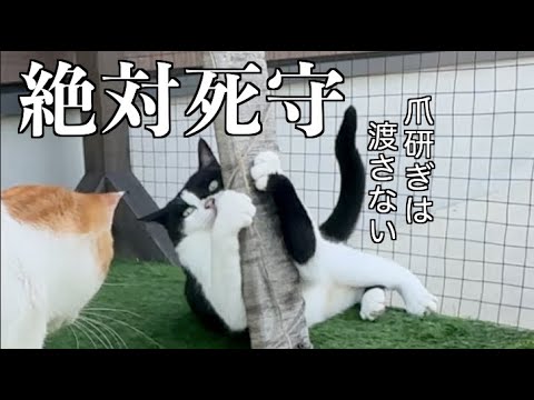 守り抜け！お気に入り爪研ぎの攻防戦！