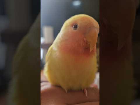 今朝のきーちゃん「さみぃーさみぃーってボヤいてる🥶❄☃️」#コザクラインコ #インコ