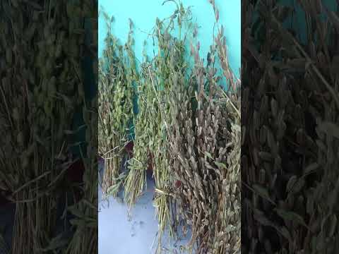 #til pahad ki kheti#