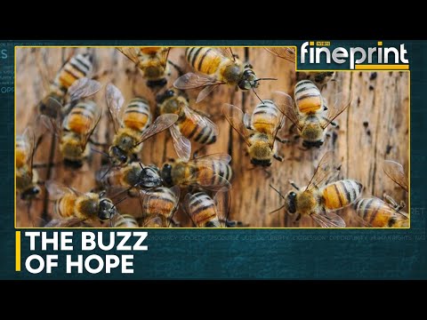 World Bee Day Buzzes Awareness | World News | WION Fineprint