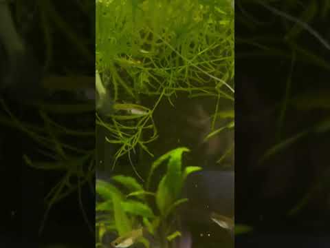 New baby guppies in the mutt tank 