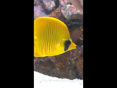 Coming this Wednesday to Diver's Den at 5pm CST! Coming this Wednesday to Diver's Den at 5pm CST!
#liveaquaria #diversden #wysiwyg #fishkeepers #fish