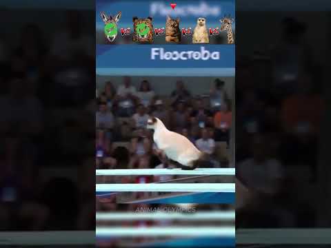 Donkey vs Cheetah vs Cat vs Sloth vs Giraffe - Diving Challenge😮
