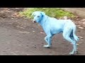 Why are dogs turning blue in this Mumbai suburb?