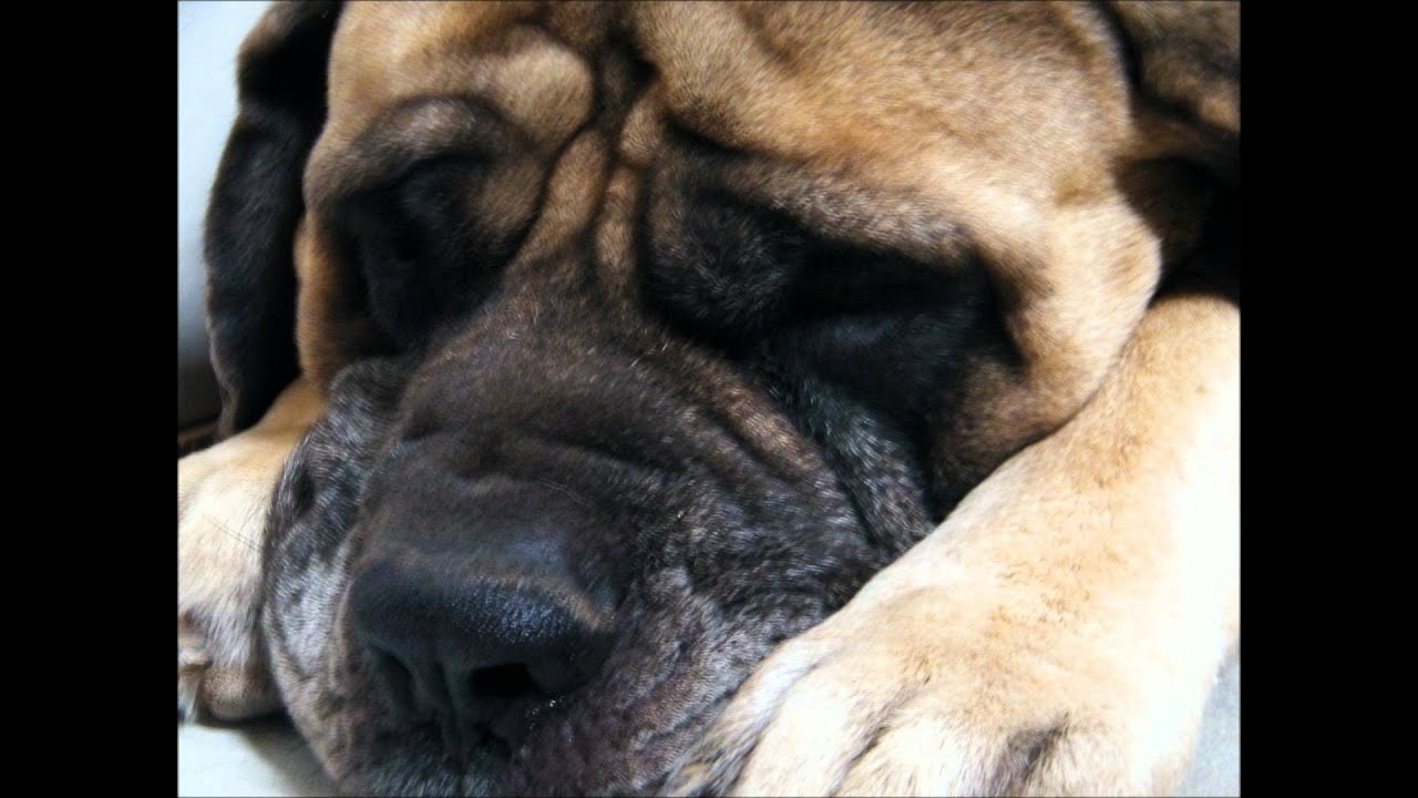 second-largest-mastiff-in-the-world-youtube