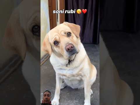 soni rubi & leo 😍 | anant rastogi | #shorts @AnantRastogi @labrarubi8589 #funny #dog #love #pets