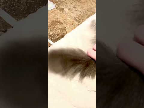 Wednesday Shenanigans 😹