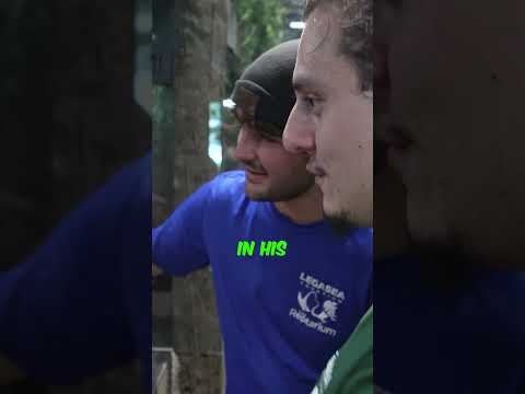 Aquarium Crew Dives Into Reptile Feeding Time!  Have you subscribed? Linktree_ https_//linktr.ee/brianbarczyk

Become A YouTube Member & Get Your Cu