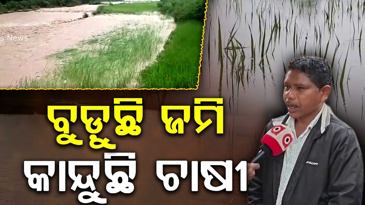 Farmlands Submerged, Farmers in Tears: Flood Havoc in Koraput Patangi | Argus News