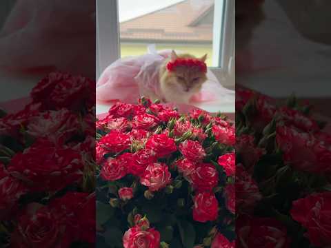 Найкраща інвестиція #trending #cat #українськийблогер #відеодня #cute #kitty #funnycats