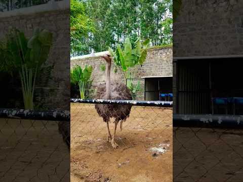 #ostrich #birds #viralshorts #shorts #trending #taubatauba