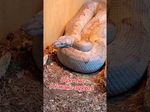 Best reptile shops in the UK part 3 #reptiles #pets #snake #lizard #fyp #viper #uk #shorts #spider