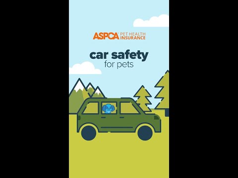 Car Safety for Pets