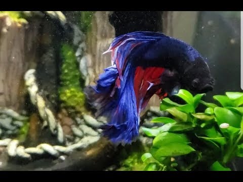 HELP - Gotta Be A Betta Solution - Betta Fix or Wh I need help determining what is wrong with my boy betta. He has a wound that appeared on his head 2 