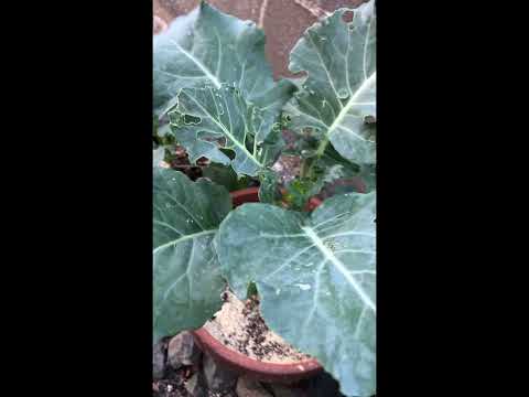 じゃがいも🥔梅雨までに収穫できるか? #shorts #garden #gardening #家庭菜園 #じゃがいも #とうもろこし #ブロッコリー#落花生