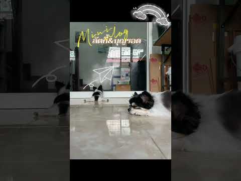 #pets #lucky #บุญรอด #cute #cat