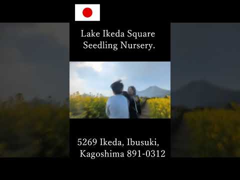 Copple fighting in Kagoshima, Lake Ikeda Square Seedling Nursery.