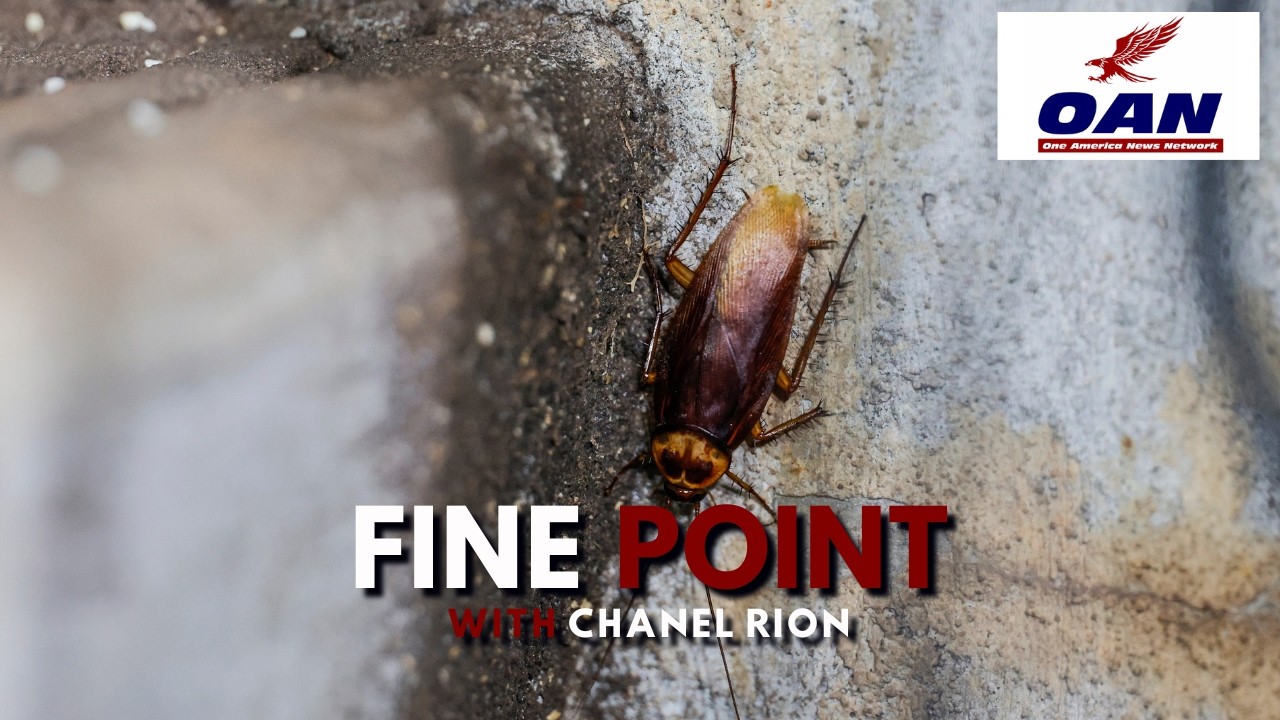 From Senate Controversy to a Massive Cockroach Smuggling Ring | This Week's Wildest Headlines