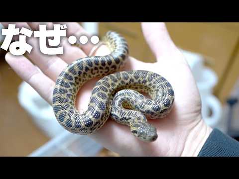 なぜか餌を拒否し続けてしまうアナコンダ・・・