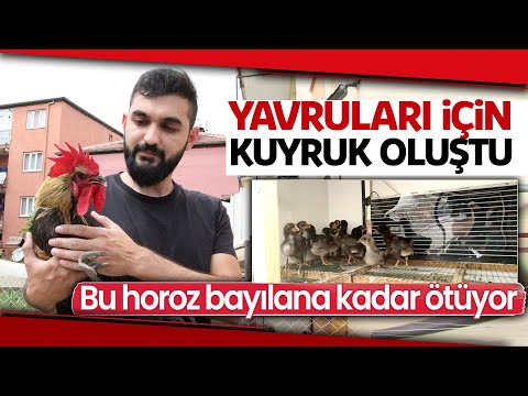 Ünü Dünyaya Yayılan ‘Bayılan Horoz’ İngiltere’den Davet Aldı